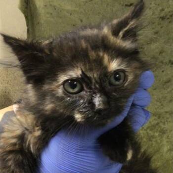 Domestic Short Hair Cats Available for Adoption in Riverside, California - TOOTSIE | PetCurious