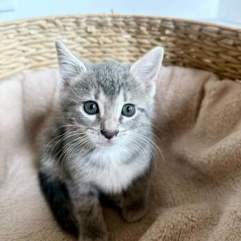 Domestic Short Hair Cats Available for Adoption in New York, New York - Laa Laa | PetCurious