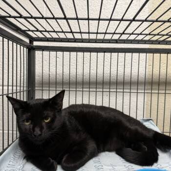 Rescue Domestic Short Hair Cats for Adoption in East St. Louis, Illinois - Calypso - C | PetCurious