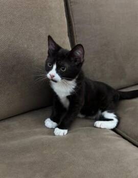 RASCAL -  Domestic Short Hair Cat for Adoption in Sacramento, California - RASCAL | PetCurious