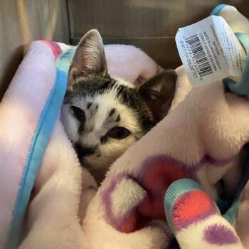 Indie -  Domestic Short Hair Cat for Adoption in Hawthorne, California - Indie | PetCurious