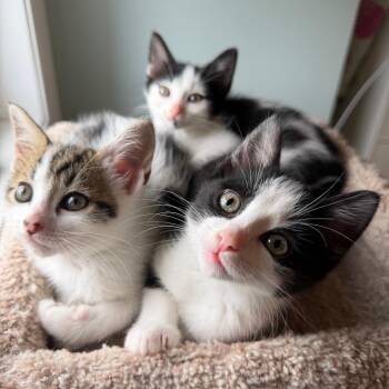 Postmaster -  Domestic Short Hair Cat for Adoption in Puslinch, Ontario - Postmaster | PetCurious