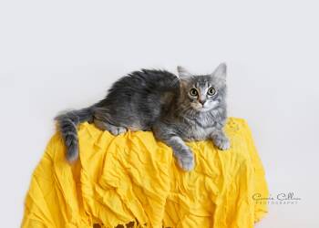 Elena -  Domestic Short Hair Cat for Adoption in Birmingham, Alabama - Elena | PetCurious