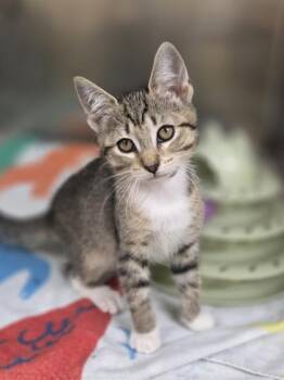 Conjunction Junction -  Domestic Short Hair Cat for Adoption in Westland, Michigan - Conjunction Junction | PetCurious