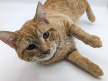 Copper -  Domestic Short Hair and Tabby Cat for Adoption in Powell, Ohio - Copper | PetCurious