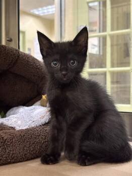 SABRINA -  Domestic Short Hair Cat for Adoption in Fort Myers, Florida - SABRINA | PetCurious