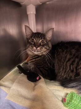 Lil Treat -  Domestic Medium Hair Cat for Adoption in Santa Rosa, California - Lil Treat | PetCurious