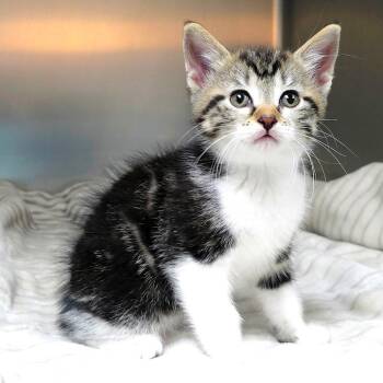 Pisa (lt. pink collar) -  Domestic Short Hair Cat for Adoption in Michigan City, Indiana - Pisa (lt. Pink Collar) | PetCurious