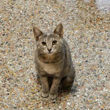 Yip -  Domestic Short Hair Cat for Adoption in Fairhope, Alabama - Yip | PetCurious