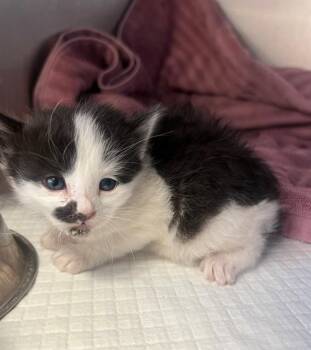 Domestic Short Hair Cats Available for Adoption in Thousand Palms, California - A1913606 | PetCurious