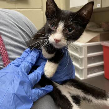 Prince James -  Domestic Short Hair Cat for Adoption in Columbus, Georgia - Prince James | PetCurious