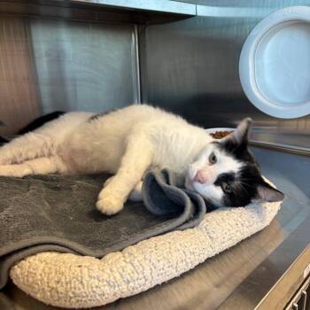 Spunky -  Domestic Medium Hair Cat for Adoption in Madisonville, Tennessee - Spunky | PetCurious