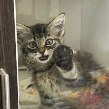 Joey -  Domestic Short Hair Cat for Adoption in Jeffersonville, Indiana - Joey | PetCurious