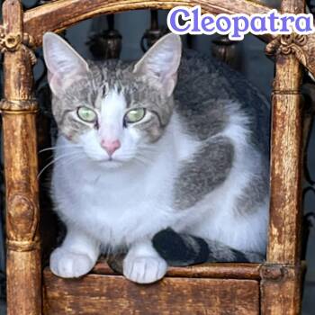 Cleopatra - chatty diva -  Domestic Short Hair Cat for Adoption in Chuckey, Tennessee - Cleopatra - Chatty Diva | PetCurious