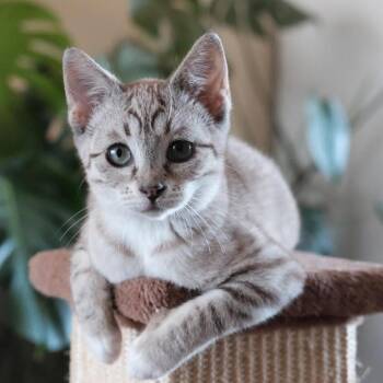 Ava -  Domestic Short Hair Cat for Adoption in Oakland, California - Ava | PetCurious