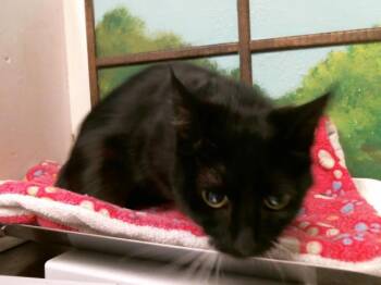 A2082486 -  Domestic Short Hair Cat for Adoption in Houston, Texas - A2082486 | PetCurious