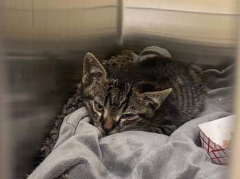 FERNANDO -  Domestic Short Hair Cat for Adoption in Tustin, California - FERNANDO | PetCurious