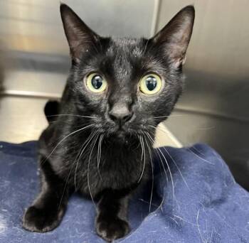 Domestic Short Hair Cats Available for Adoption - Luna | PetCurious