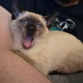 Frankie -  Siamese Cat for Adoption in Duncan, Oklahoma - Frankie | PetCurious