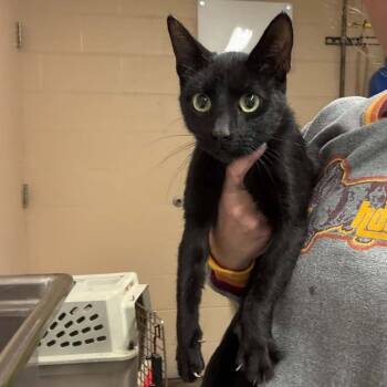 Sookie -  Domestic Short Hair Cat for Adoption in Edwardsville, Illinois - Sookie | PetCurious