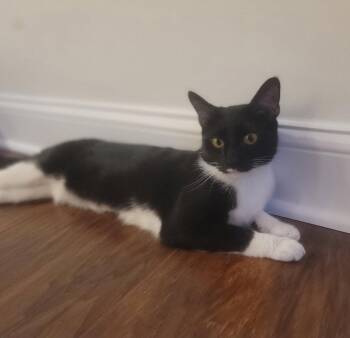 Domestic Short Hair and Oriental Short Hair Cats Available for Adoption in Herndon, Virginia - Maisie  Felv+ | PetCurious