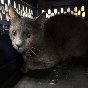 Sage 4 -  Domestic Short Hair Cat for Adoption in Philadelphia, Pennsylvania - Sage 4 | PetCurious