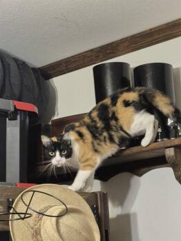 PENA -  Domestic Short Hair Cat for Adoption in San Antonio, Texas - PENA | PetCurious