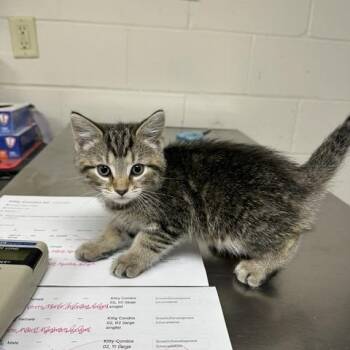 Schnitzel -  Domestic Short Hair Cat for Adoption in Indianapolis, Indiana - Schnitzel | PetCurious