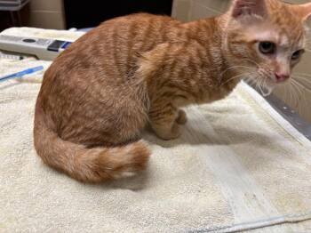 Thing 2 -  Domestic Short Hair Cat for Adoption in Douglasville, Georgia - Thing 2 | PetCurious