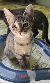 Rescue Domestic Short Hair Cats for Adoption in Greene, New York - Kiwi | PetCurious