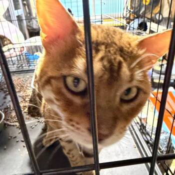 Bengal Cats Available for Adoption in Eagle Mountain, Utah - Biscoff Estes | PetCurious