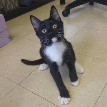 Typhoid -  Domestic Short Hair Cat for Adoption in Warwick, Rhode Island - Typhoid | PetCurious