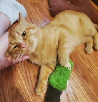 Vasco da Gama -  Tabby Cat for Adoption in Ypsilanti, Michigan - Vasco Da Gama | PetCurious