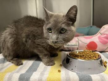 Domestic Short Hair Cats Available for Adoption in Ontario, California - BLUEBELL | PetCurious