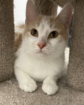 Domestic Short Hair Cats Available for Adoption - Elvis | PetCurious