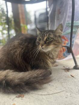 Rescue Domestic Long Hair Cats for Adoption in Quilcene, Washington - Peggy | PetCurious
