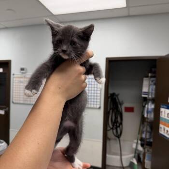 Pink Floyd -  Domestic Short Hair Cat for Adoption in Durango, Colorado - Pink Floyd | PetCurious