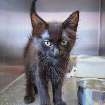 Adidas -  Domestic Medium Hair Cat for Adoption in Hannibal, Missouri - Adidas | PetCurious