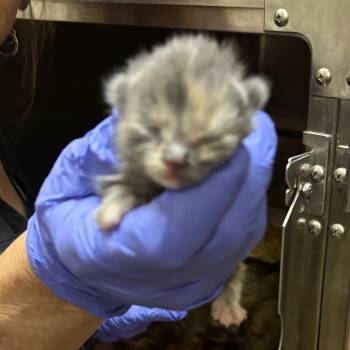 Santolina -  Domestic Short Hair Cat for Adoption in Birmingham, Alabama - Santolina | PetCurious