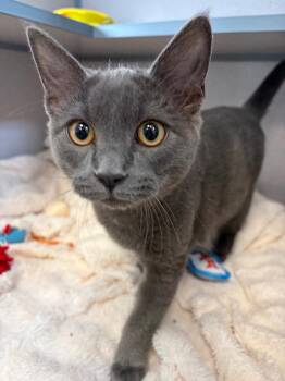 Franklin -  Domestic Short Hair Cat for Adoption in Liverpool, New York - Franklin | PetCurious