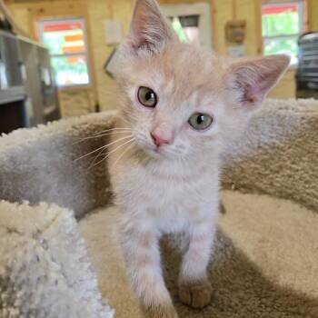 Waffle -  Domestic Short Hair Cat for Adoption in Park Falls, Wisconsin - Waffle | PetCurious