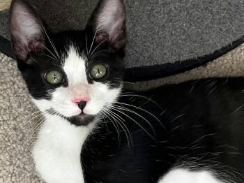 Miles -  Domestic Short Hair Cat for Adoption in Houston, Texas - Miles | PetCurious