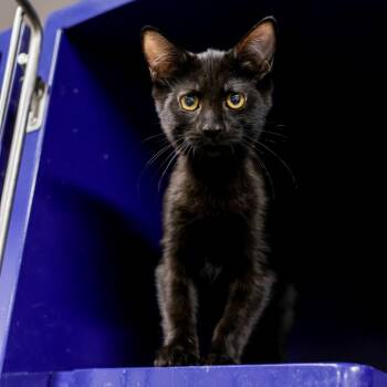 Rose -  Domestic Short Hair Cat for Adoption in Los Angeles, California - Rose | PetCurious