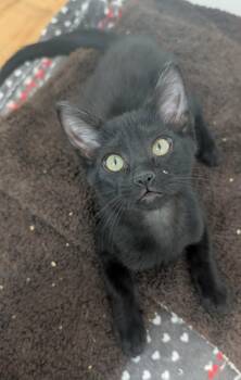 Chocolate Chip Muffin -  Domestic Short Hair Cat for Adoption in Chandler, Arizona - Chocolate Chip Muffin | PetCurious