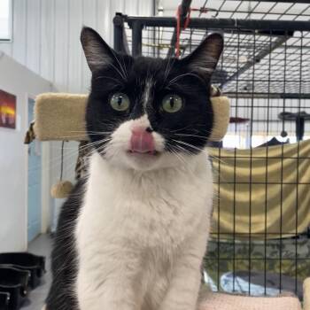 Domestic Short Hair Cats Available for Adoption - Cookie | PetCurious