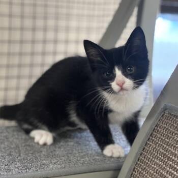 Esther -  Domestic Short Hair Cat for Adoption in Collierville, Tennessee - Esther | PetCurious