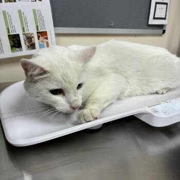Kitty -  Domestic Short Hair Cat for Adoption in Pasadena, California - Kitty | PetCurious