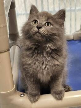 Domestic Long Hair Cats Available for Adoption in Clyde, North Carolina - FABIO | PetCurious