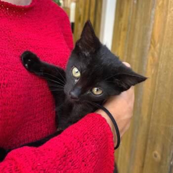 Alexa -  Domestic Short Hair Cat for Adoption in Wheeling, Illinois - Alexa | PetCurious