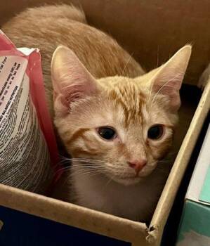 Yuba -  Domestic Short Hair and Tabby Cat for Adoption in Fountain Hill, Pennsylvania - Yuba | PetCurious